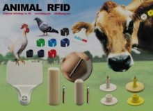 Anwendung von RFID in modernen Milchviehbetrieben