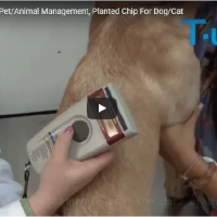 Microchip iniettato per la gestione dell'animale domestico