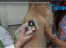 Microchip injetado para gestão do animal de estimação