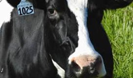 Wat is de toepassing van RFID-Tags voor vee in Australië?