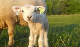 Ken jij de RFID-toepassing voor schapen en geiten In Europa?