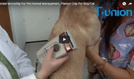 Micropuce injectée pour la gestion des animaux de compagnie